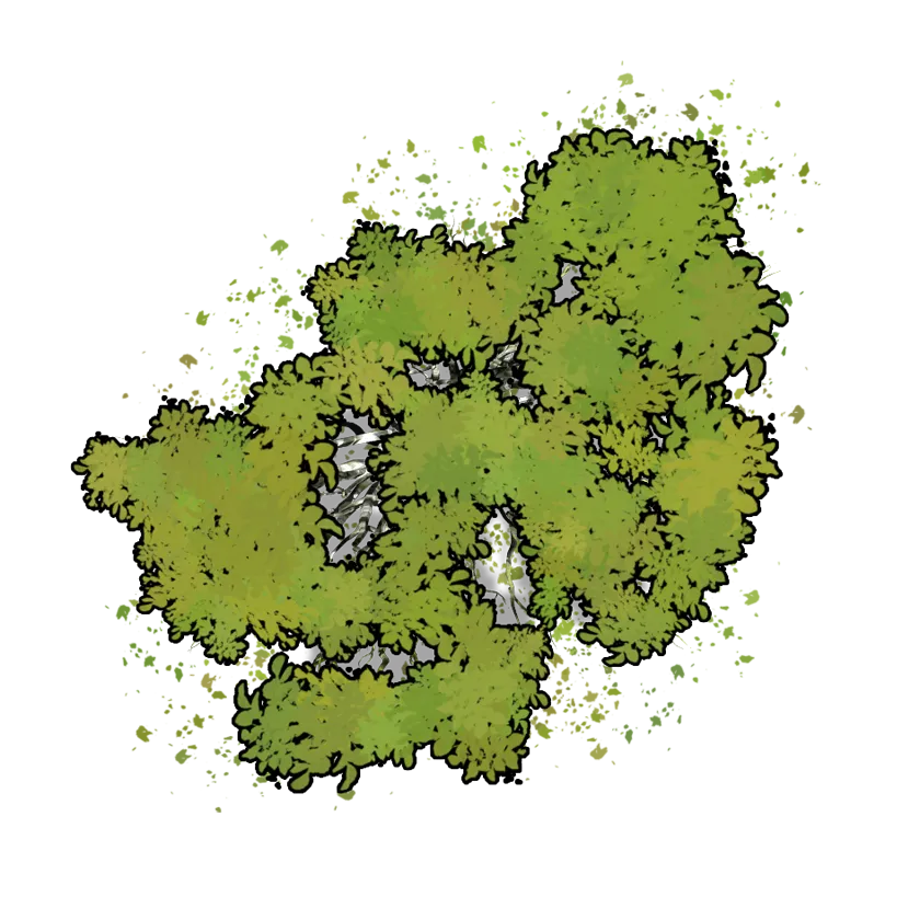 Dungeons & Dragons Tree Roll20 Pathfinder Roleplaying Game Wood, tree top, grass, map, forest png
